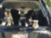 cute pic of our dogs in car.JPG