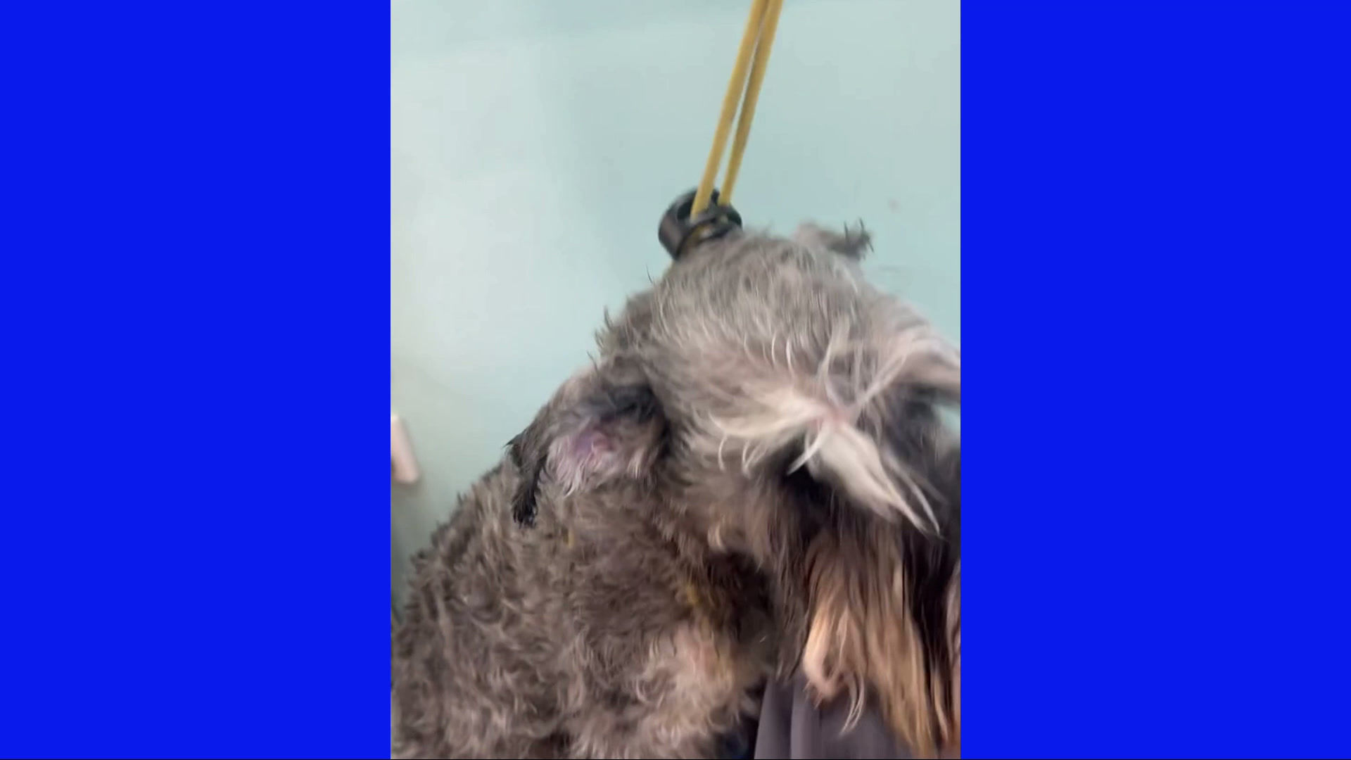 Groomer .Dk Hyper absorb towel 100 x 60cm