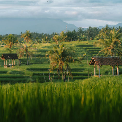 Hidden Waterfalls of Bali: Discovering the Island's Secret Gems