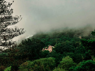 Discover the Portugal Cork Forests: Nature’s Hidden Gem