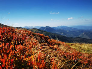 Golden Autumn in Poland: Places to Visit and Foods to Try