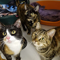 3 cats.jpg