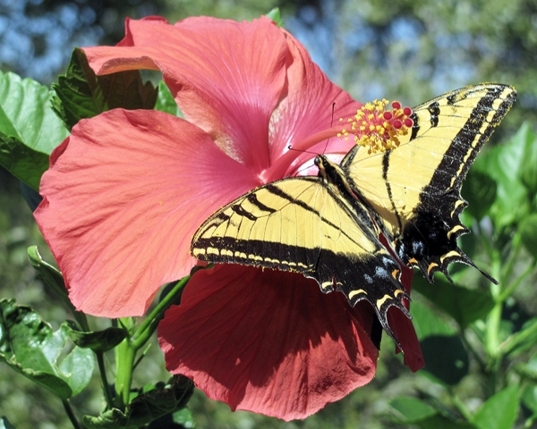 Butterflies