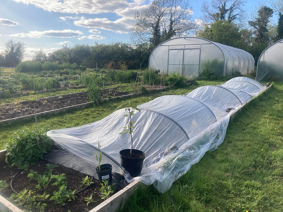 13-May-2025: More planting, Culvert pipes, Shed painting, Dairy kitchen