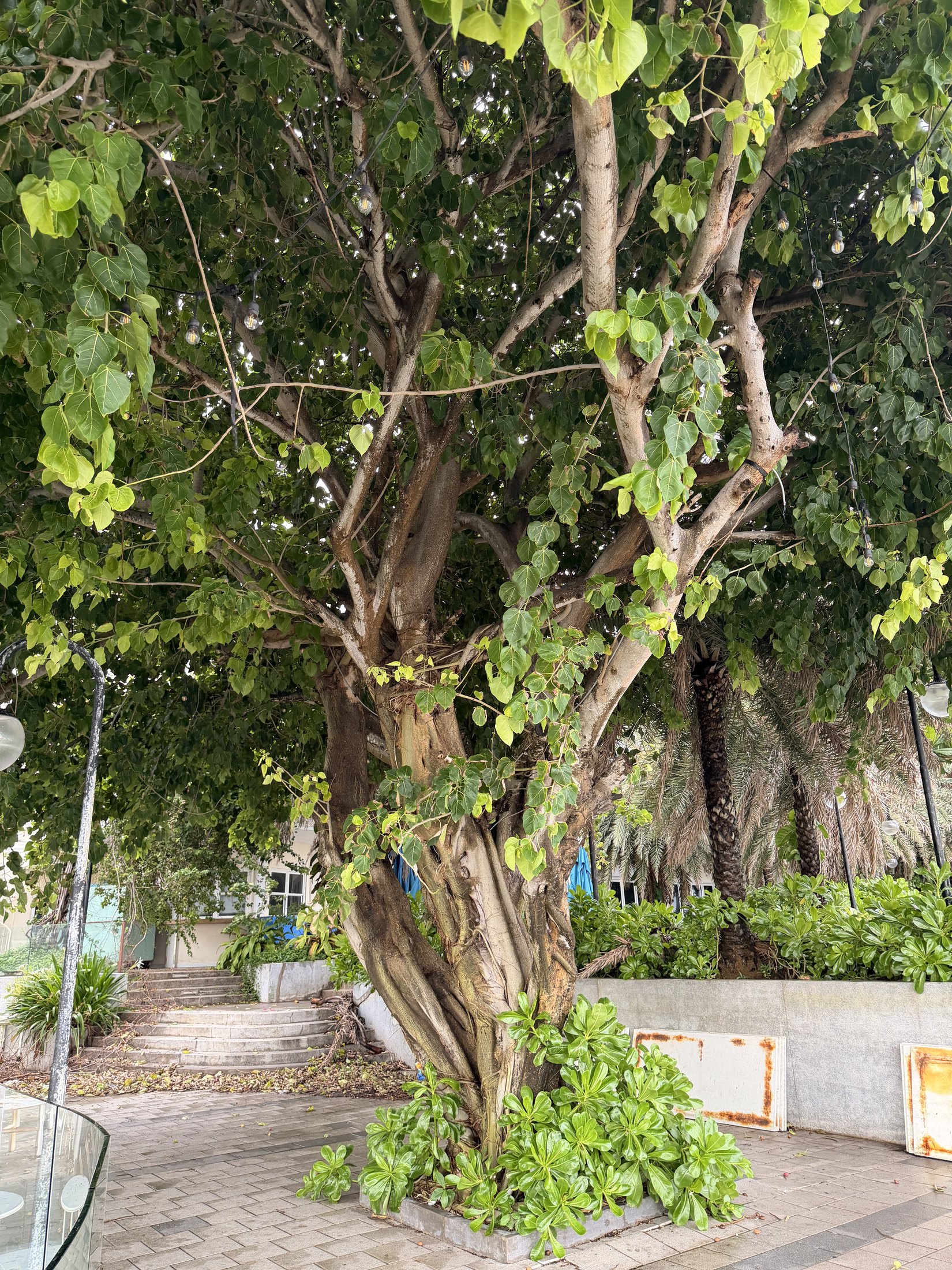 Large tree and lush foliage in the open air — original ÉDITON archive