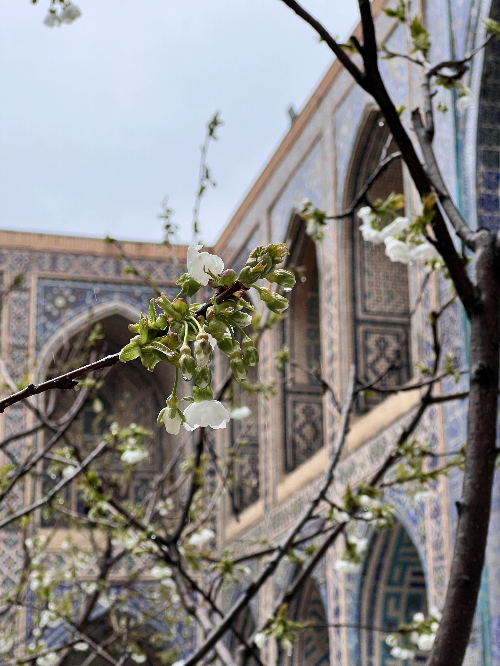 Original travel photograph: white blossoms framed against historic tiled architecture