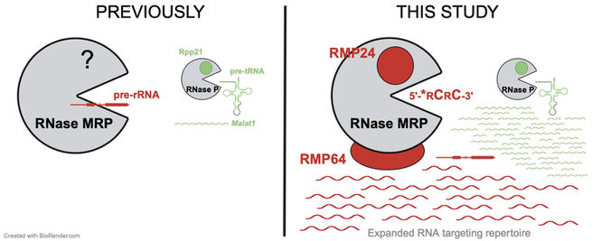 GraphicalAbstract-RNase MRP.jpg