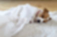A jack russell terrier sleeping under a blanket