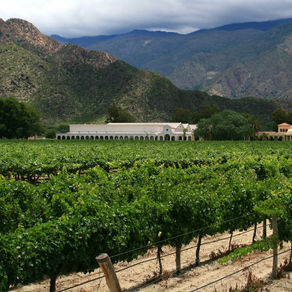 SALTA: Des vignobles de haute altitude