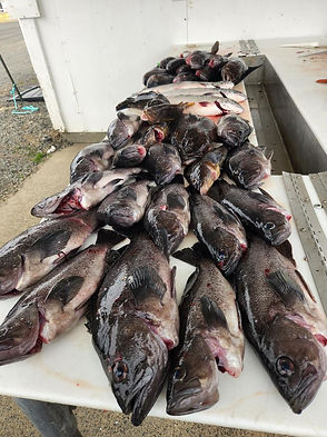 fish 15.jfif