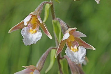 Botanical Survey