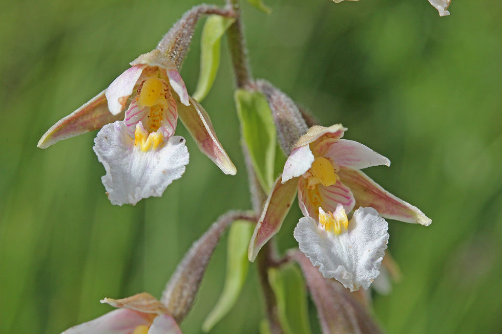Botanical Survey