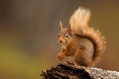 Red Squirrel
