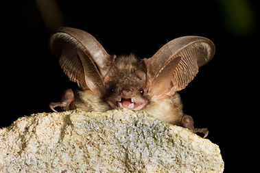 Bats