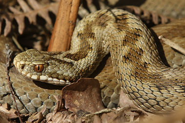 Reptiles
