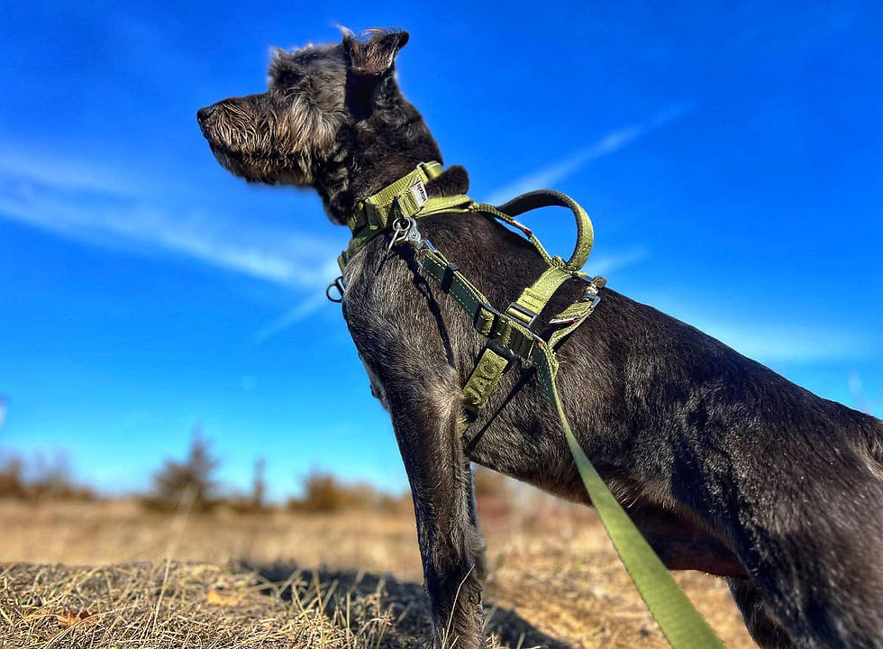 Harness vs. Collar: Which Is Better for Walking?