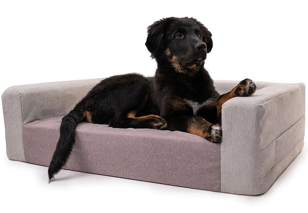 DOGBED-1440x800-3_edited.jpg