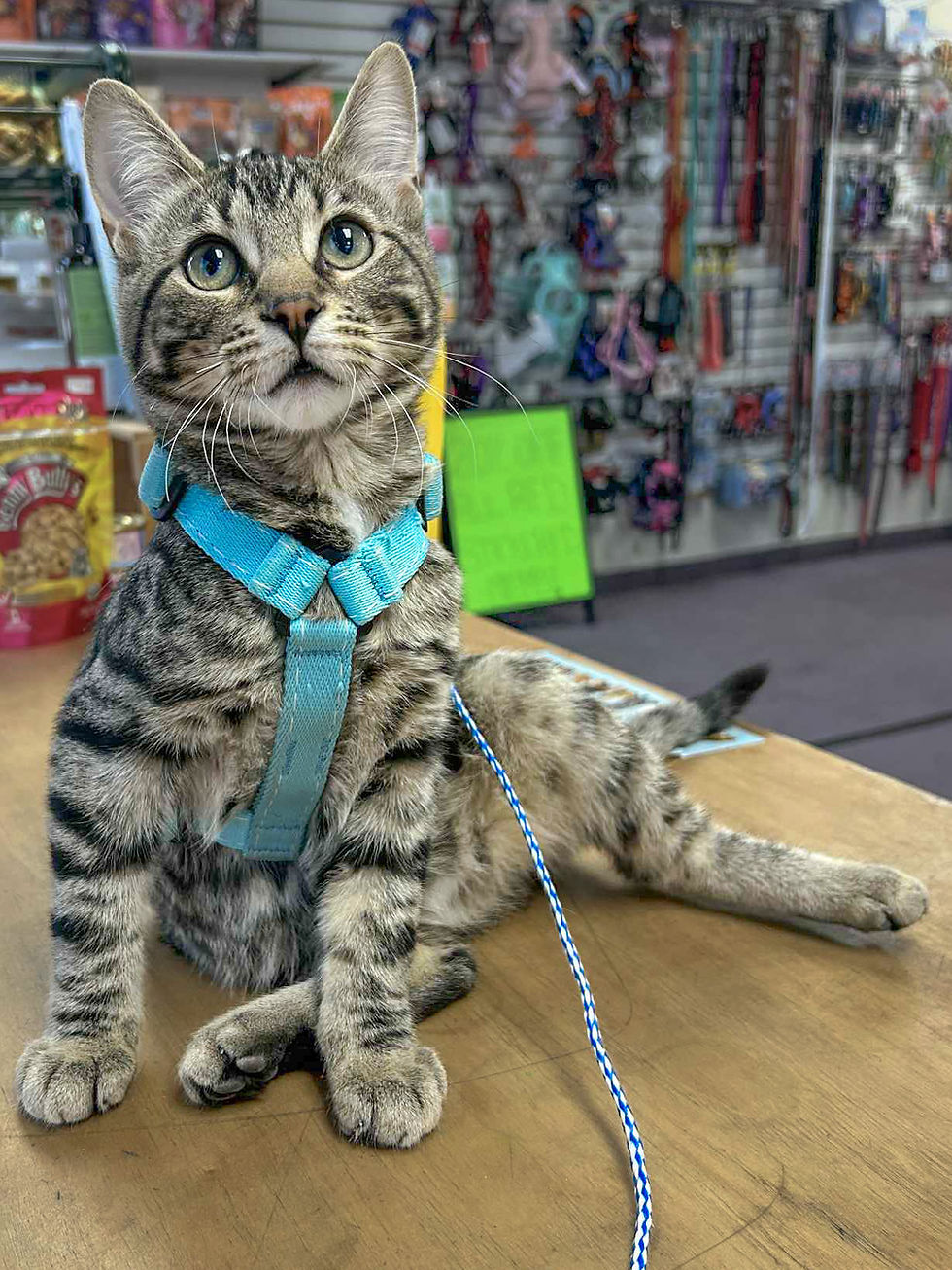 jettajacks Fluid Motion Harness-4.jpg