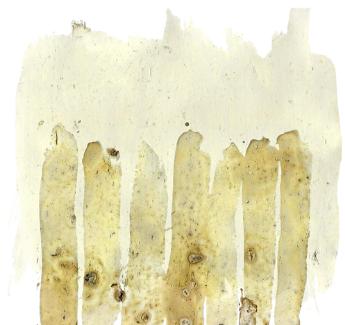 fondino 1 copia1.png