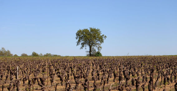Arbre solitaire à l'horizon dominant une vaste parcelle de vignes alignées sous un ciel bleu à Vallet.