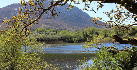 Un lac paisible bordé d'arbres verdoyants, encadré par des branches fleuries au premier plan avec une montagne en arrière-plan à l'abbaye de Kylemore.