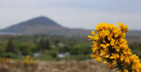 Gros plan sur un buisson d'ajoncs jaunes et de végétation sauvage avec une montagne floue en arrière-plan dans le Parc National du Connemara.
