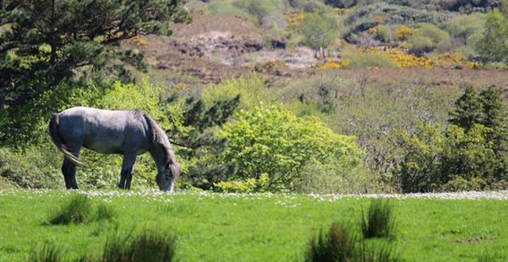 Un cheval gris paissant dans une prairie verdoyante et arborée sous le soleil à l'abbaye de Kylemore en Irlande.
