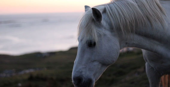Gros plan de profil sur la tête d'un cheval blanc le long de la Sky Road avec l'océan Atlantique en arrière-plan dans le Connemara.