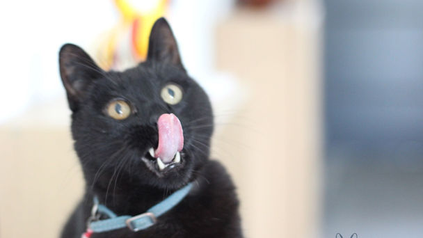 Portrait de Mojito, un chat noir portant un collier clair, capturé dans une grimace amusante avec la langue sortie et un regard vif.