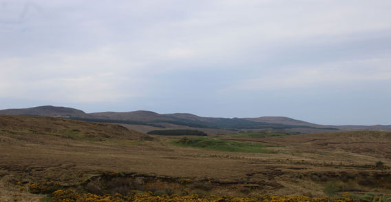 Vaste étendue de landes et de tourbières rousses dominée par les crêtes des montagnes du Connemara lors de la randonnée de Diamond Hill.