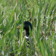 Canard colvert mâle caché dans les hautes herbes au bord de l'eau
