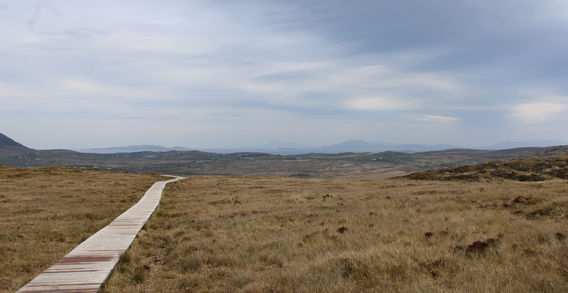 Sentier de randonnée en lattes de bois traversant la plaine de tourbière rousse au pied de Diamond Hill dans le Connemara.