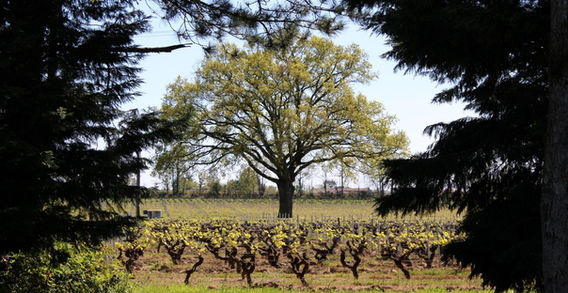 Arbre majestueux au milieu des vignes au printemps, encadré par des branches de sapins à Vallet.