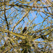 Rouge-gorge familier sur branche d'arbre ciel bleu