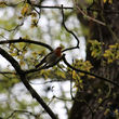 Portrait de profil d'un Rouge-gorge familier sur une branche d'arbre au printemps.