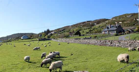 Troupeau de moutons dans une prairie verte irlandaise près de Clifden avec murets en pierre et maisons en arrière-plan sous un ciel bleu.