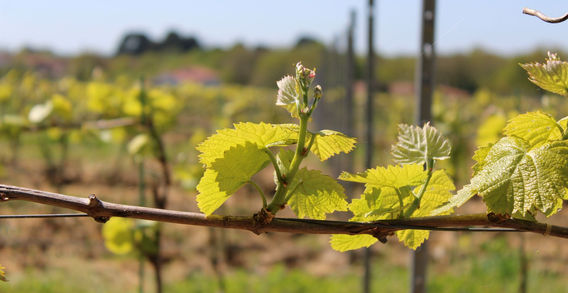 Macro sur de jeunes feuilles de vigne vertes et lumineuses au printemps dans un domaine viticole à Vallet.