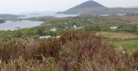 Hautes herbes sauvages au premier plan avec vue sur une montagne en forme de pyramide et un lac dans le Parc National du Connemara.