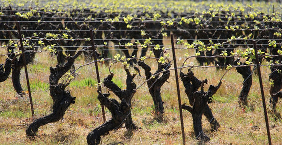 Alignement de vieux ceps de vigne aux jeunes feuilles printanières dans un domaine de Vallet.