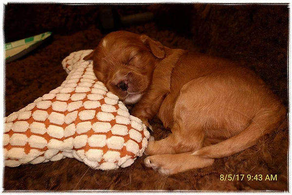 Lazy day for a cavapoo