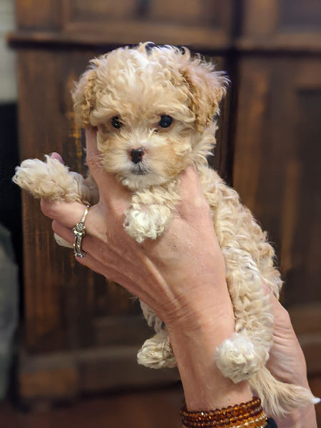 Cavapoo Puppy Striking a pose