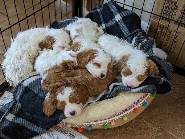 Puppy Pile