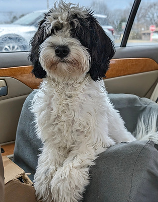 Muffin going to work with her workface on
