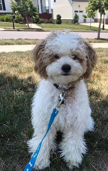 Another adorable Cavapoo