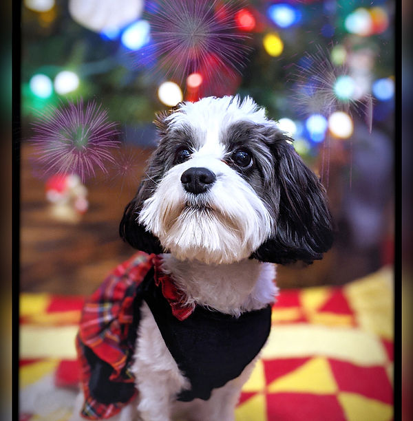 Moo's Glamor shot