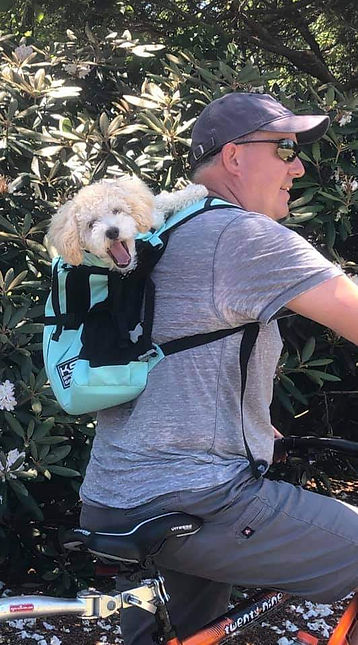Cavapoo Biking to work