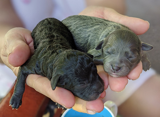 Black cavapoo puppies