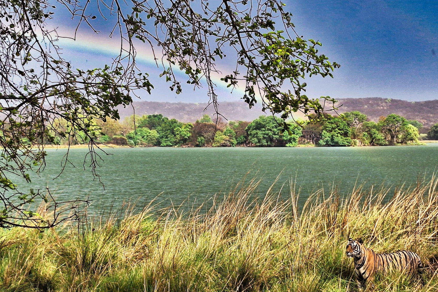 Rainbow Tiger