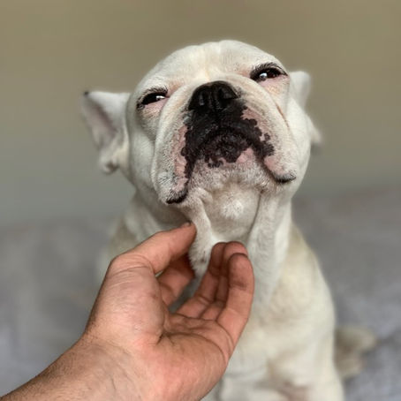 How you maybe killing your dog with kindness