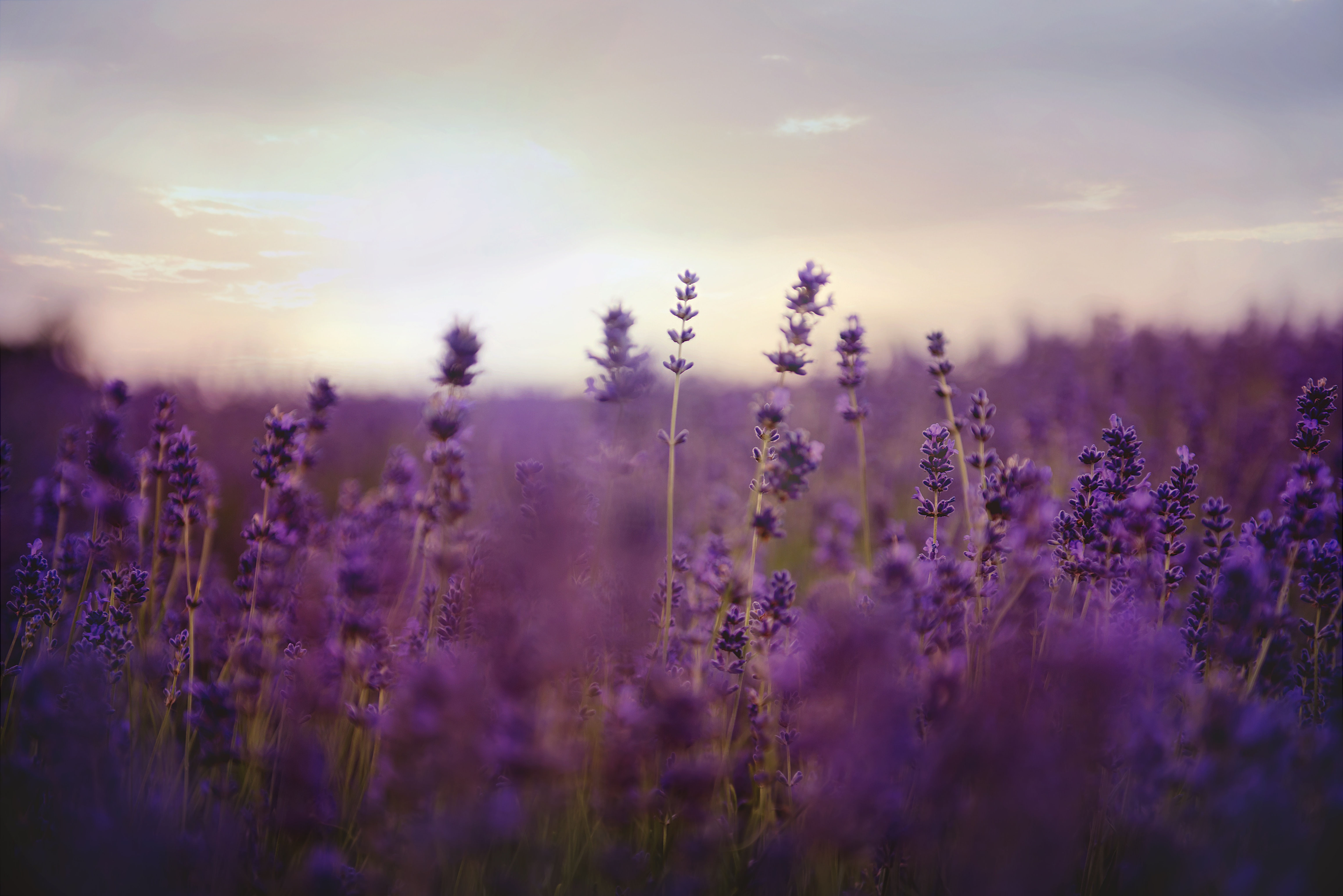 Lavender flowers